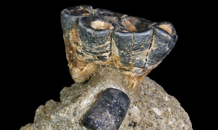 Desmostylus Molar (Hippo-Like Animal) - California #92914